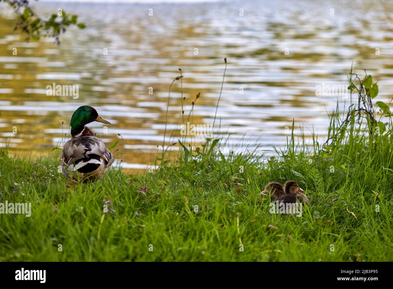 Duck on grass with buds in Provincial Domain Rivierenhof Park - Antwerp Belgium Stock Photo