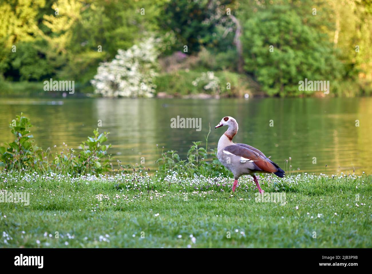 Egyptian goose on grass with buds in Provincial Domain Rivierenhof Park - Antwerp Belgium Stock Photo