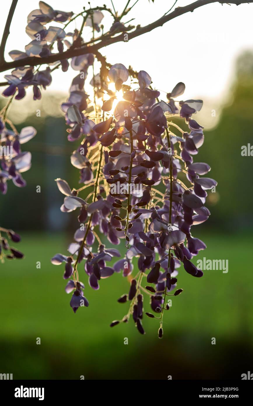 Eastern Redbud - Cercis flowers on the tree at sunset in Provincial Domain Rivierenhof Park - Antwerp Belgium Stock Photo