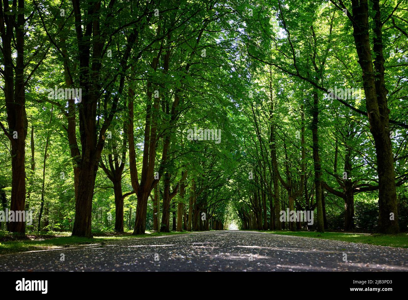 Alley in the green spring park, blooming trees, beautiful peaceful place scenery in Provincial Domain Rivierenhof, Antwerp - Belgium Stock Photo