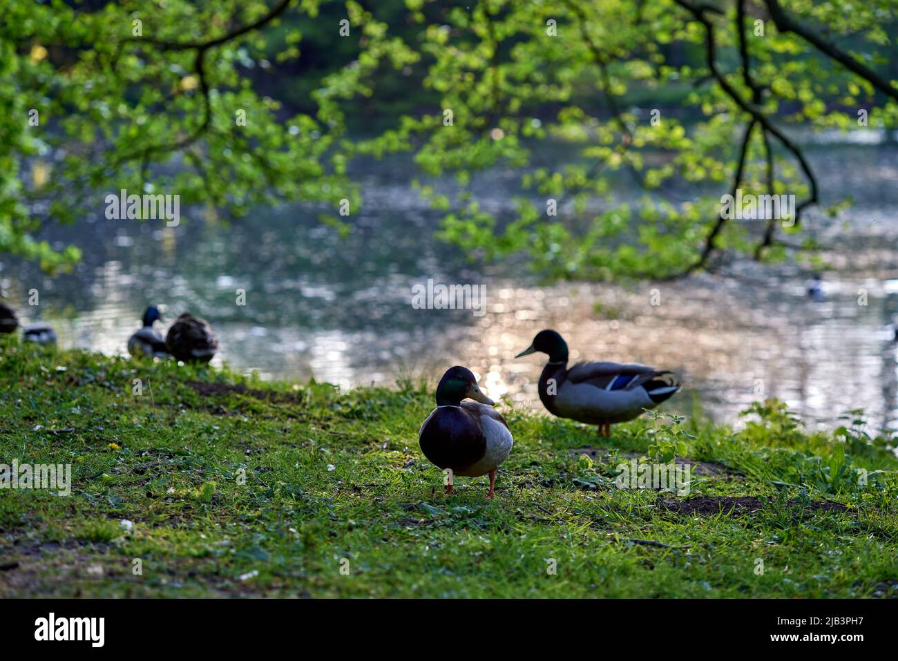 Ducks on grass in Provincial Domain Rivierenhof Park - Antwerp Belgium Stock Photo