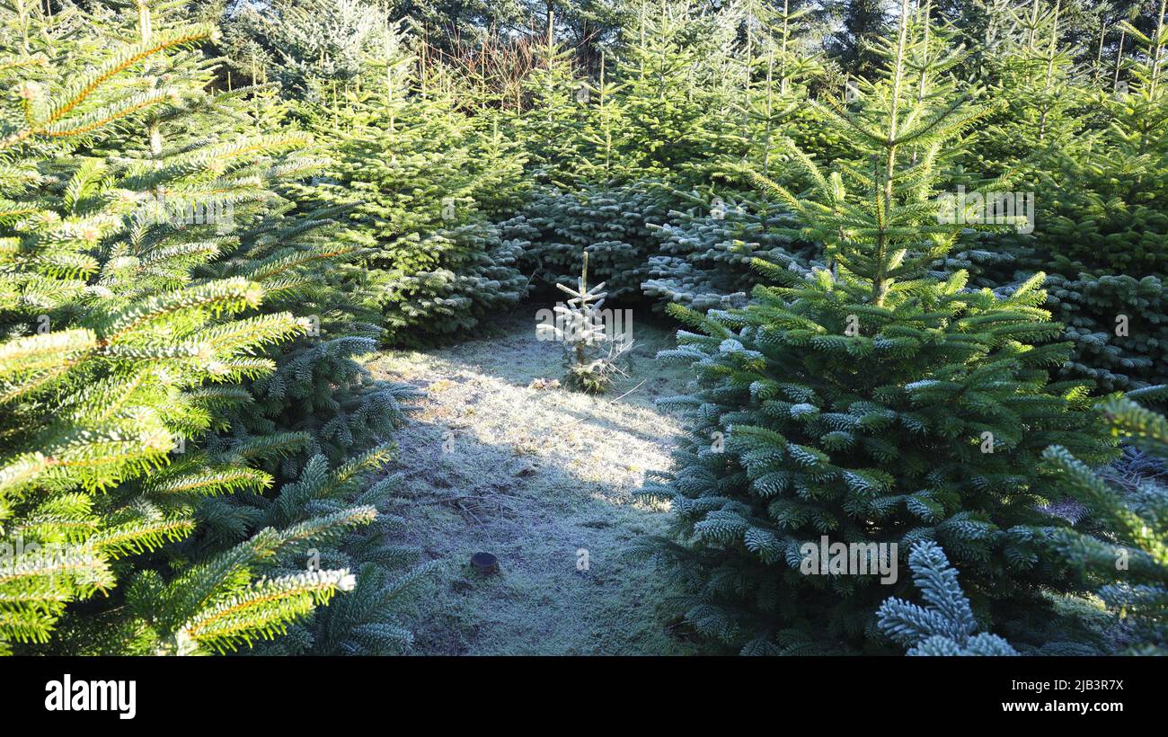 plantation with green christmas firs Stock Photo