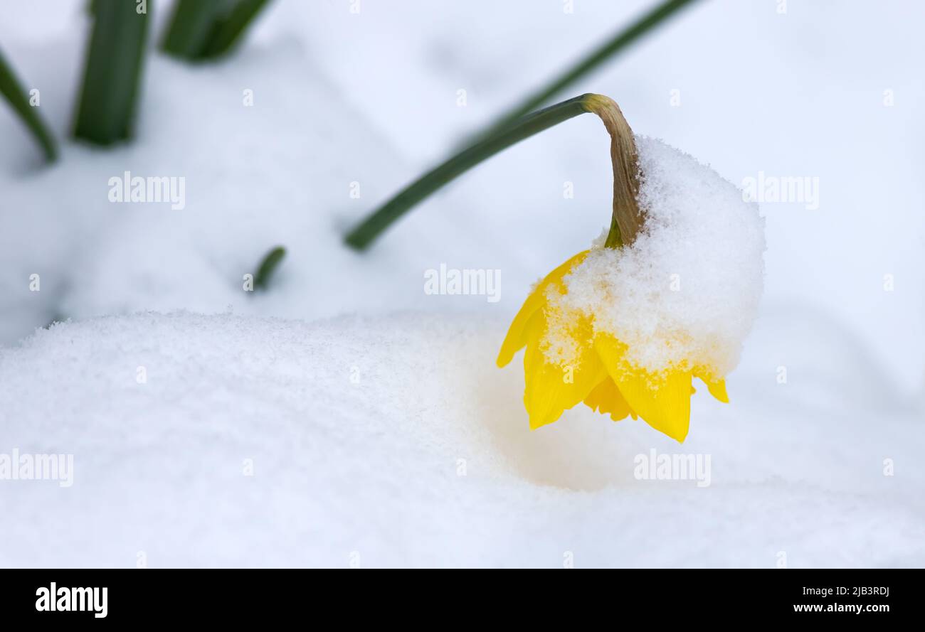 snow covered yellow daffodil in the garden Stock Photo