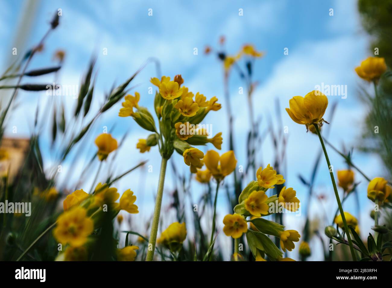 Cowslips in the Spring Stock Photo
