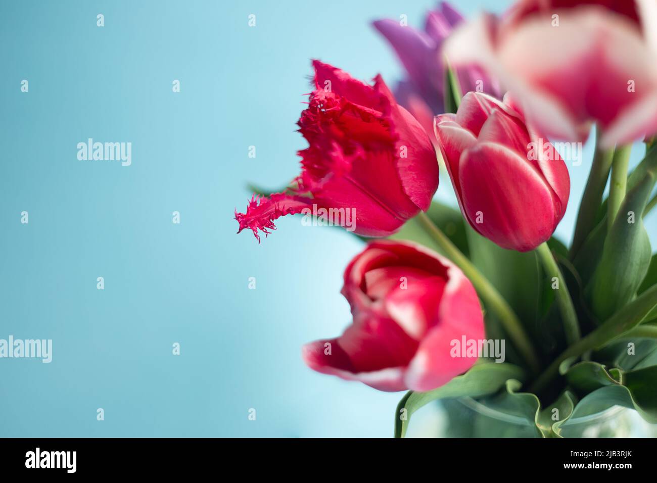 Closeup photography of tulips bouquet.Copy space for text. Stock Photo