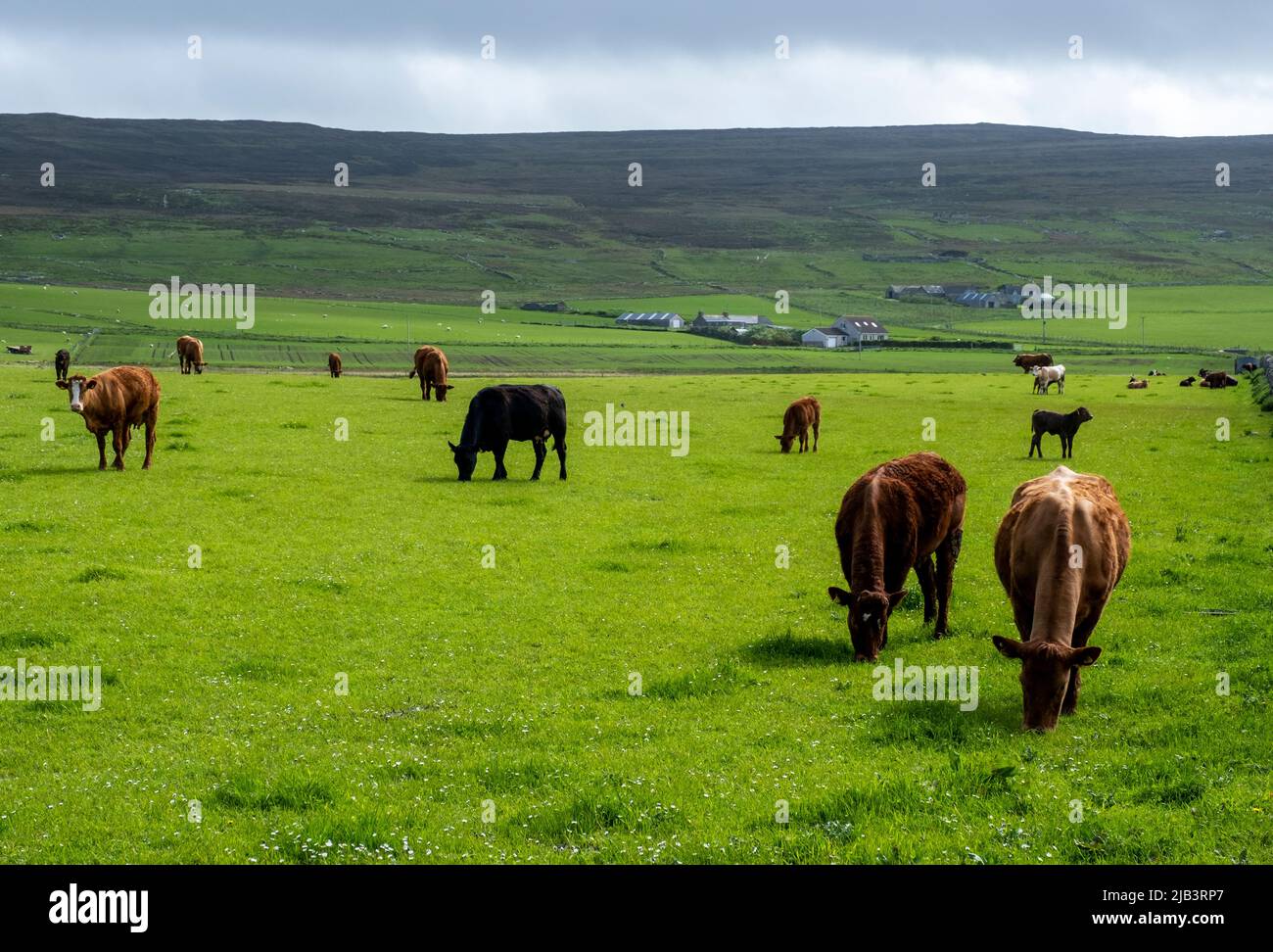 Cattle grazing in a field on the Island of Rousay, Orkney Islands, Scotland. Stock Photo