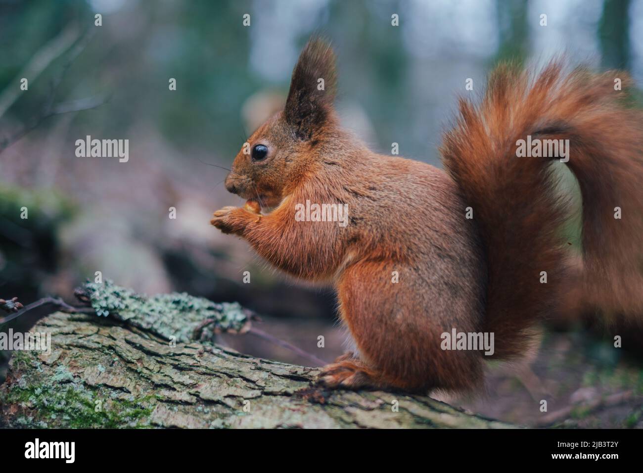 Red squirrel, Isle of Wight Stock Photo