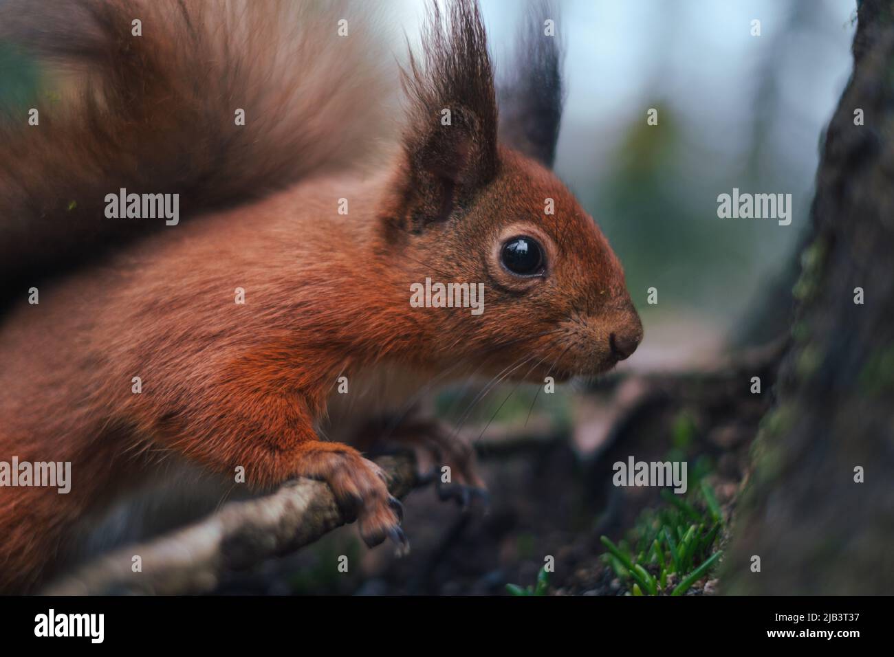 Red squirrel, Isle of Wight Stock Photo