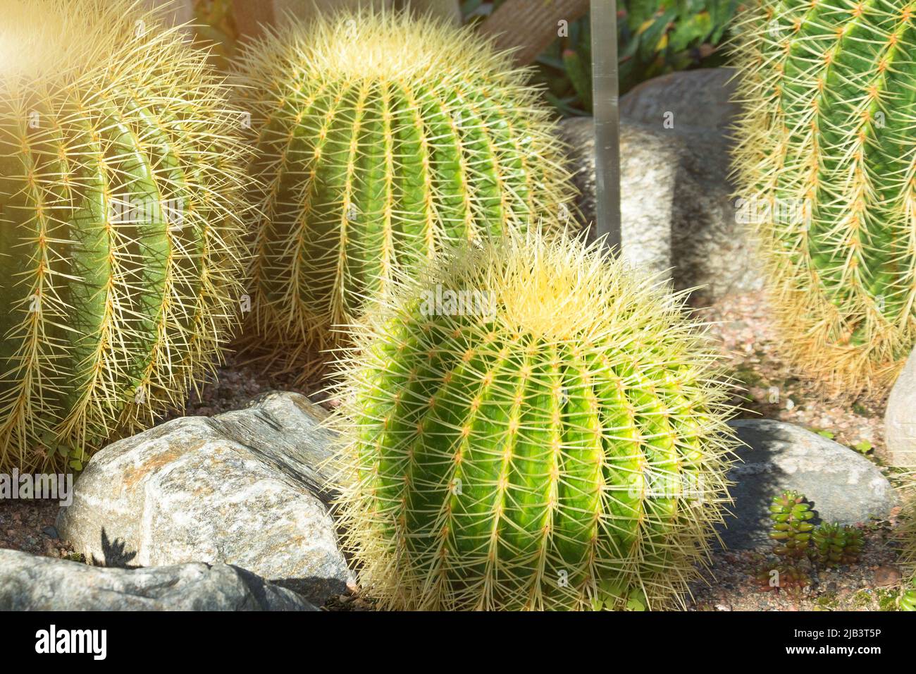 Several large round cacti in the greenhouse. Stock Photo