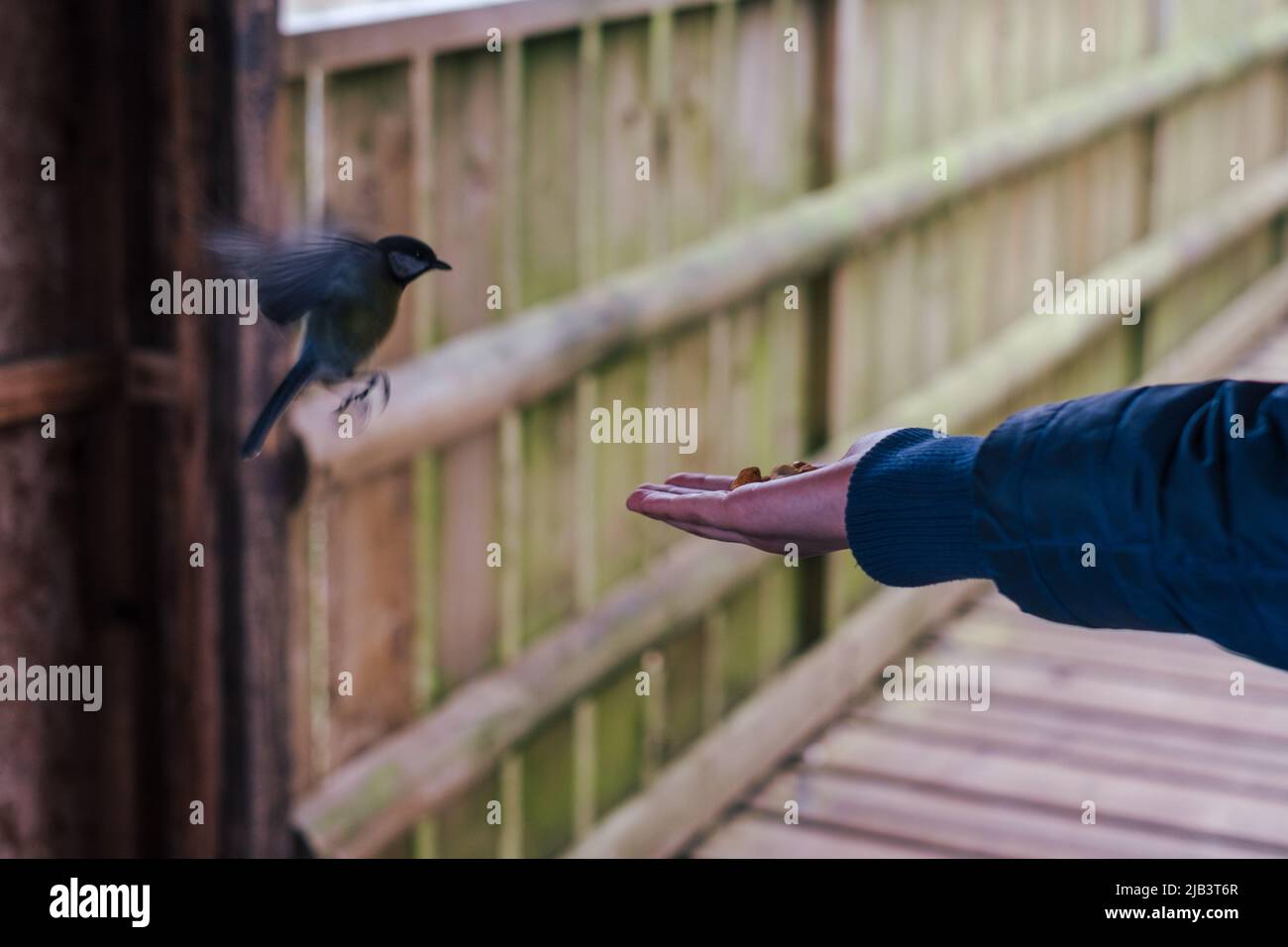 A child feeding a great tit from his hand Stock Photo