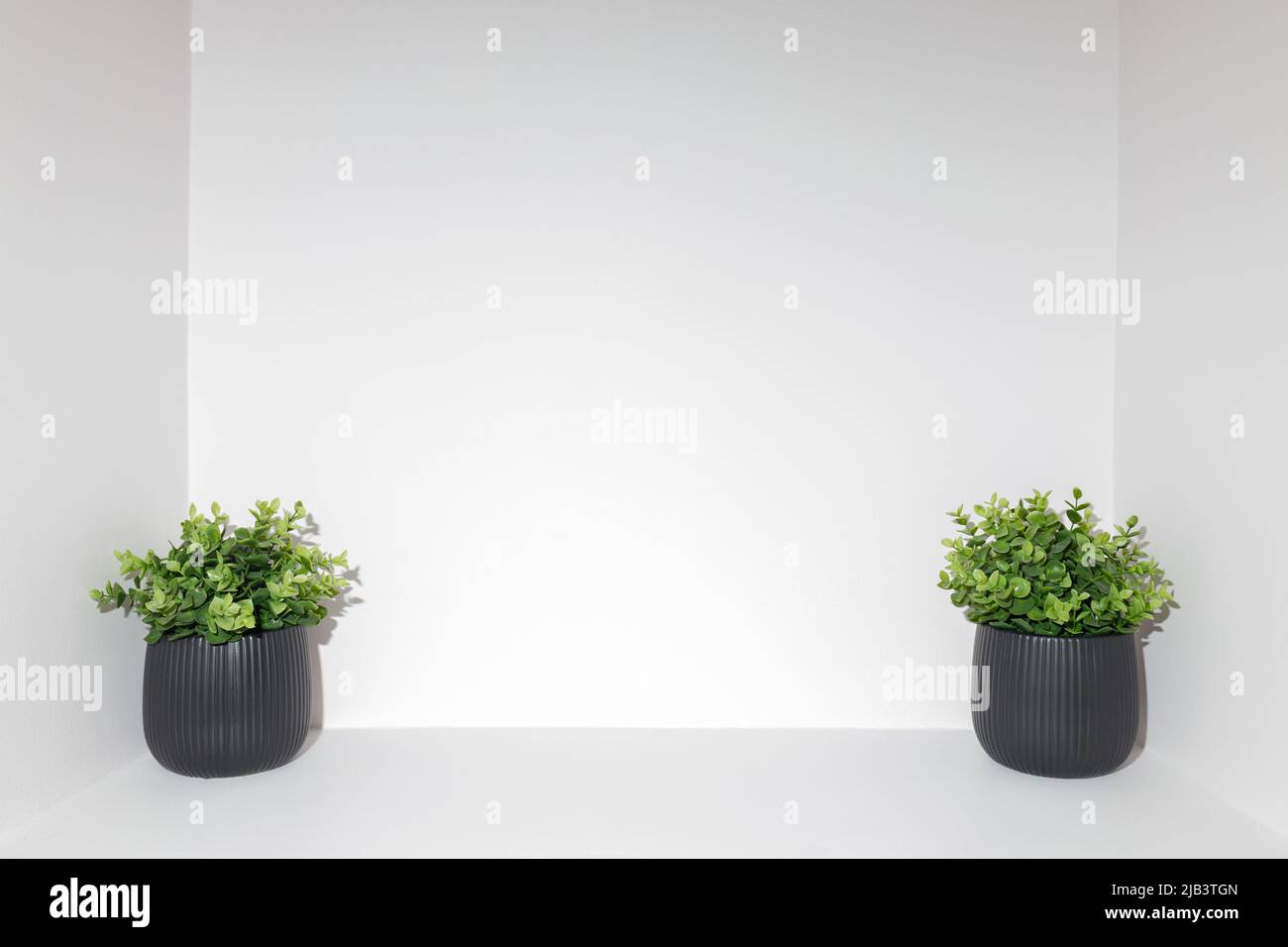 Two black pots with plants on a white background with negative space for text Stock Photo