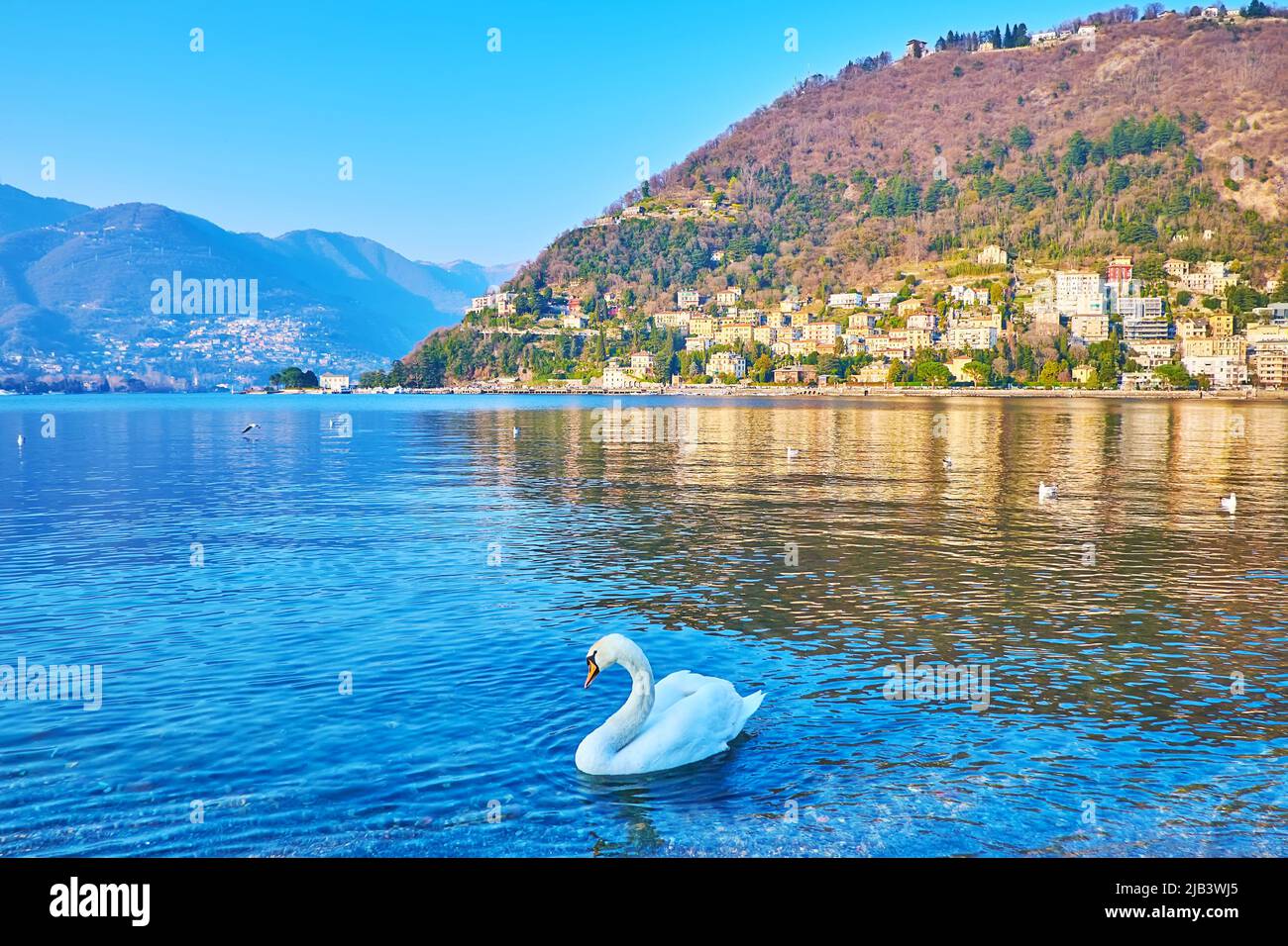 The beautiful white swan on Lake Como against Monte Boletto, Como, Lombardy, Italy Stock Photo