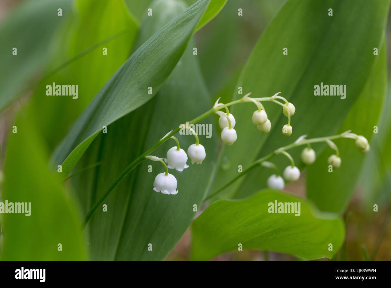 Lily of the valley close-up, detailed bright macro photo. The concept of spring, may, summer. Stock Photo