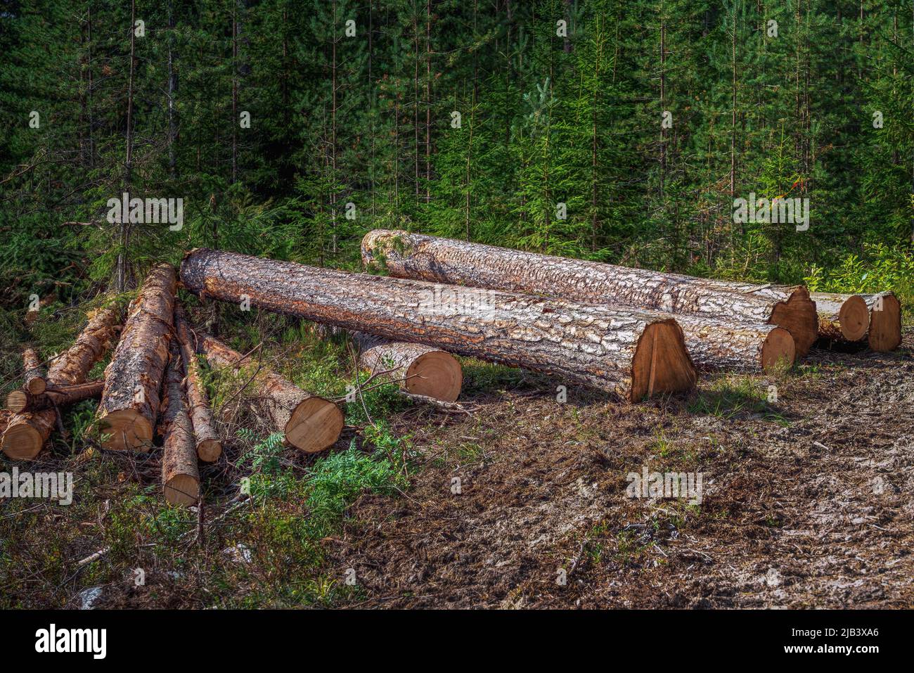 Forest pine and spruce trees. Log trunks pile, the logging timber wood industry, panorama wooden trunks. Stock Photo