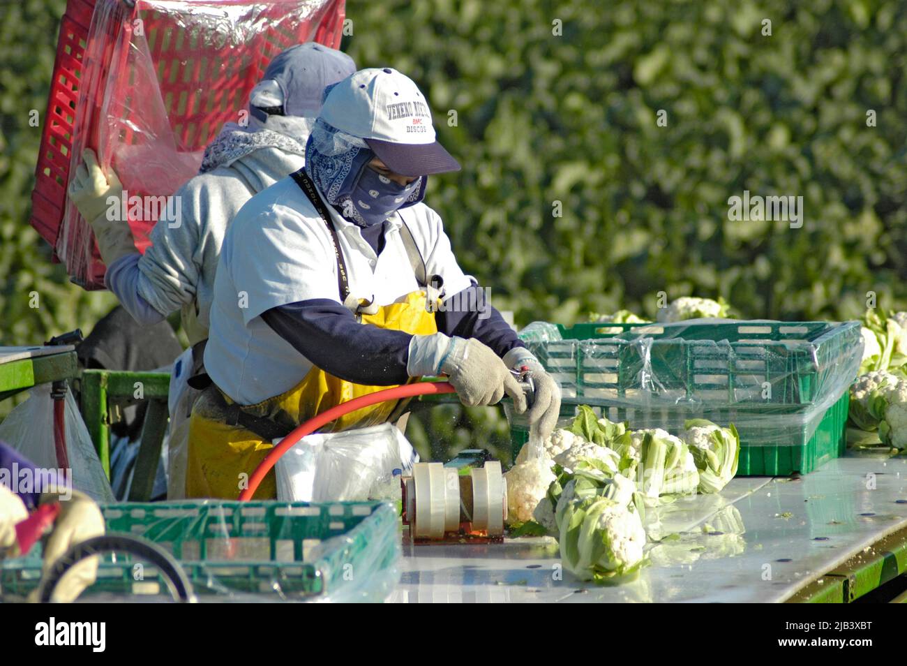 Central California Cauliflower Harvest by latin hispanic workers who