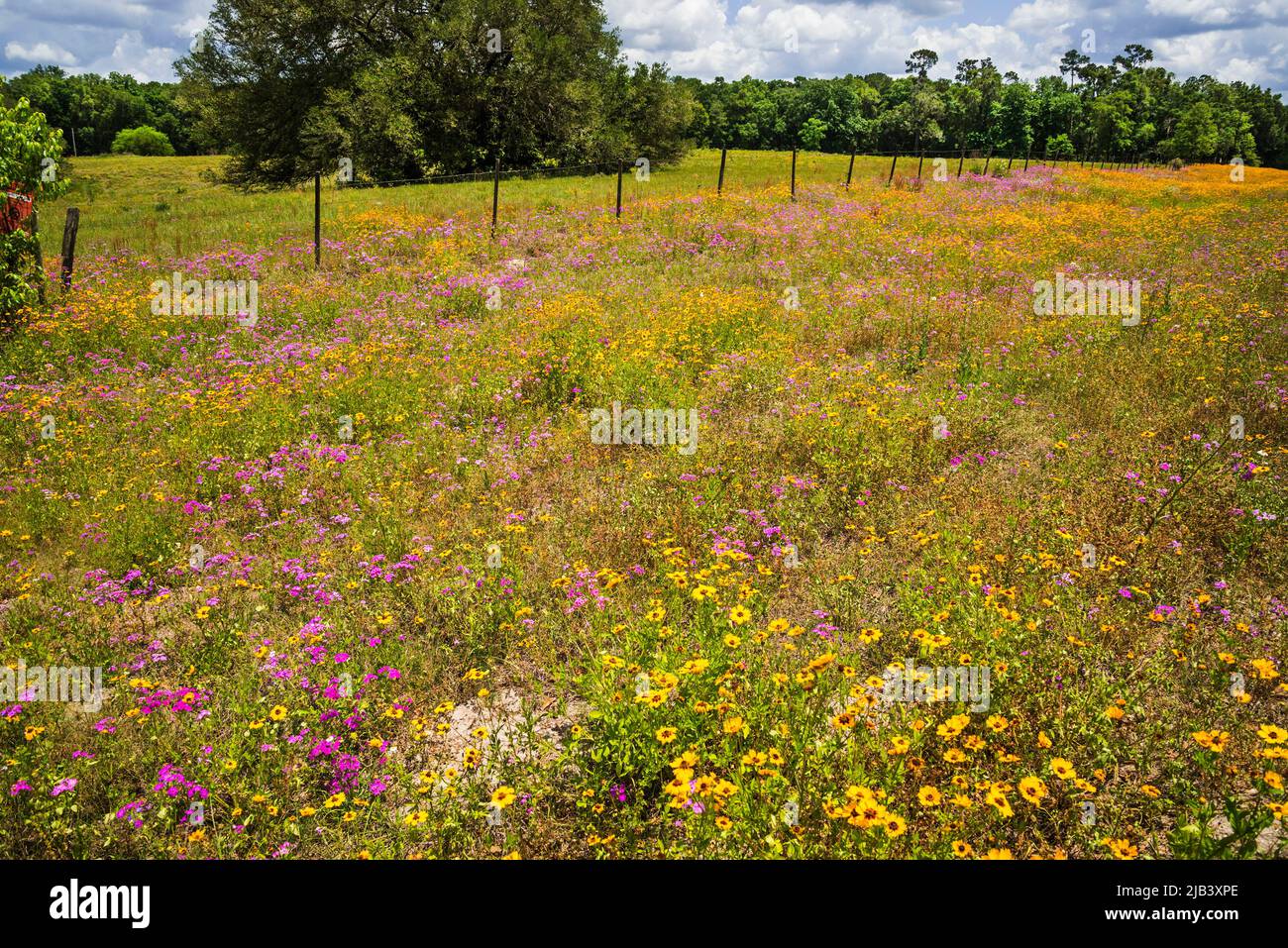 Spring wildflowers along highway in North Florida. Stock Photo
