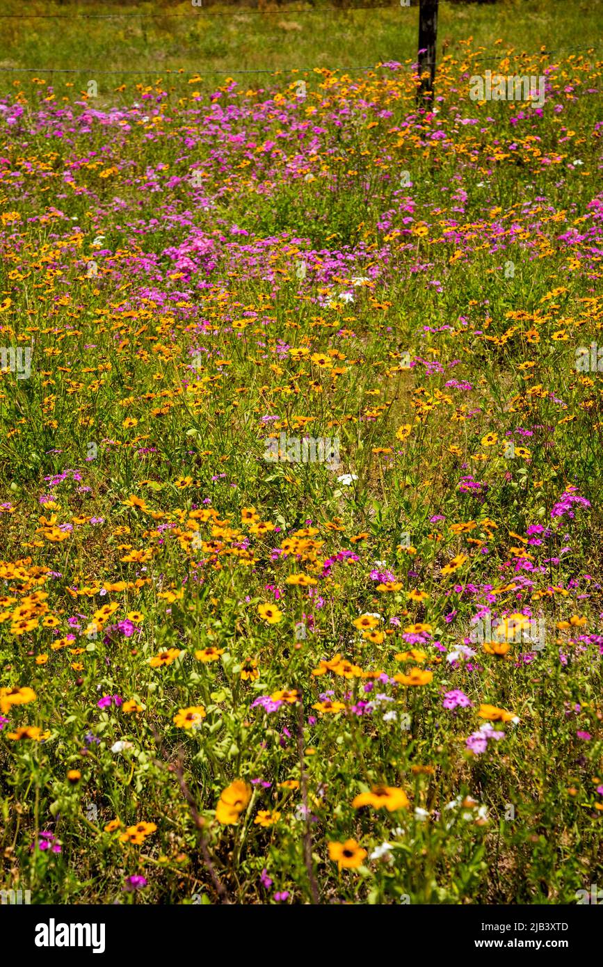 Spring wildflowers along highway in North Florida. Stock Photo