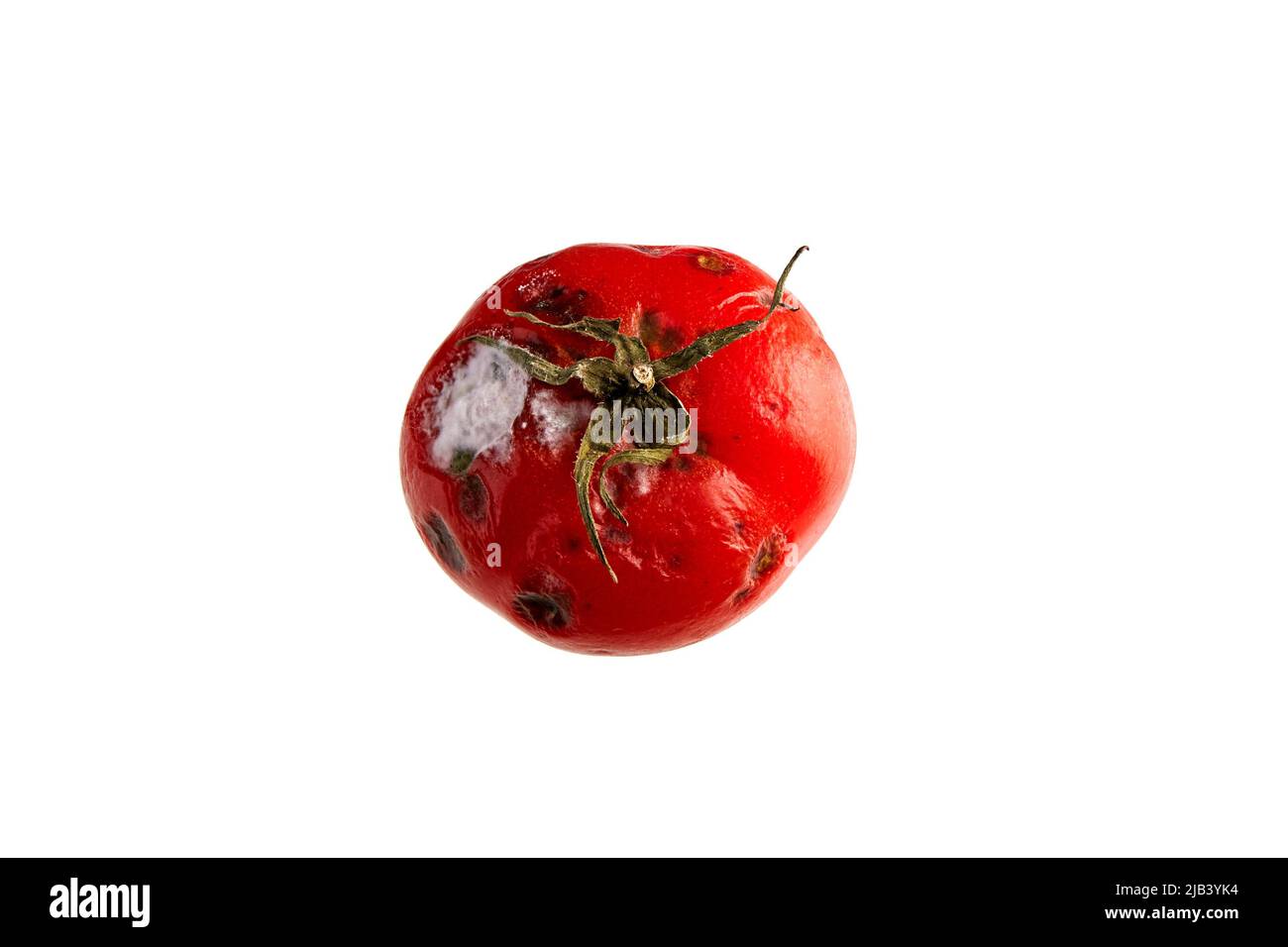 Rotten red tomato with mold on a white background. Tomatina concept