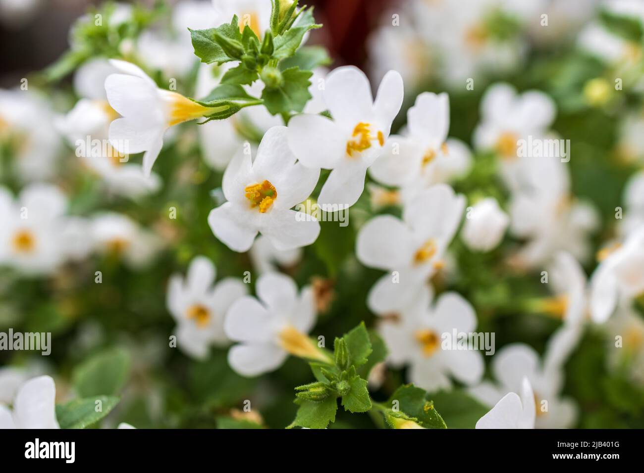 Ornamental bacopa flowers - Latin name - Chaenostoma cordatum. Bacopa monnieri, herb Bacopa is a medicinal herb used in Ayurveda, also known as Brahmi Stock Photo