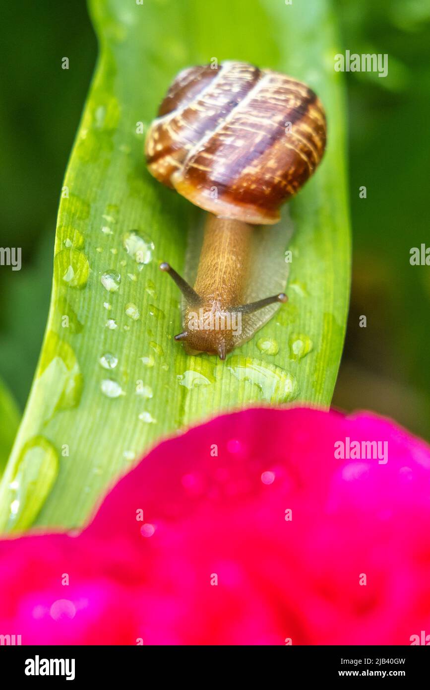Gartenschnecke auf blatt hi-res stock photography and images - Alamy
