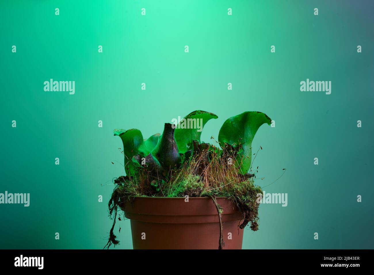 Close up of Sarracenia mister mosquito house insect eating plant Stock Photo