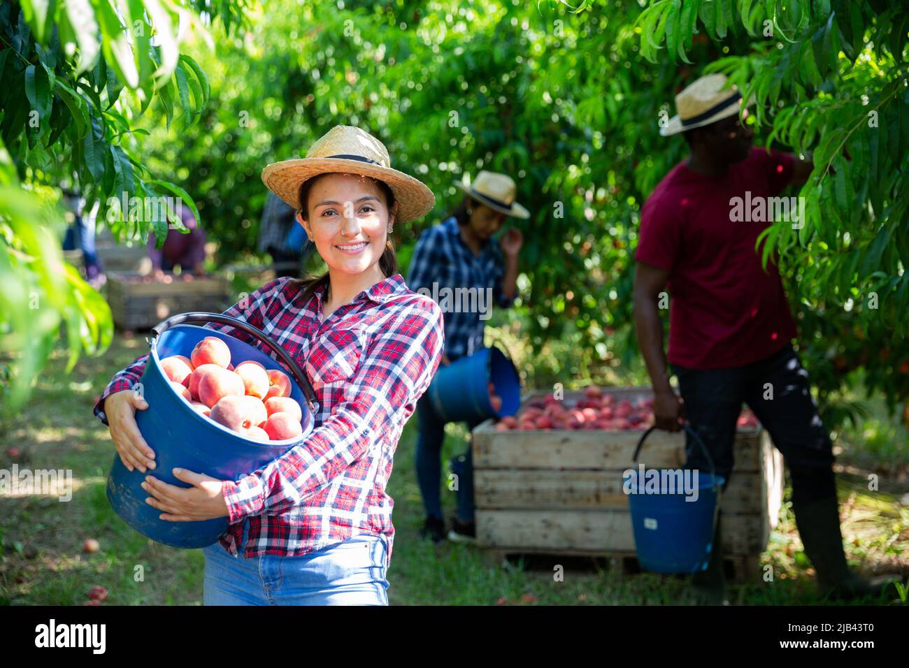 Happy hispanic woman with picked peaches in farm orchard Stock Photo ...