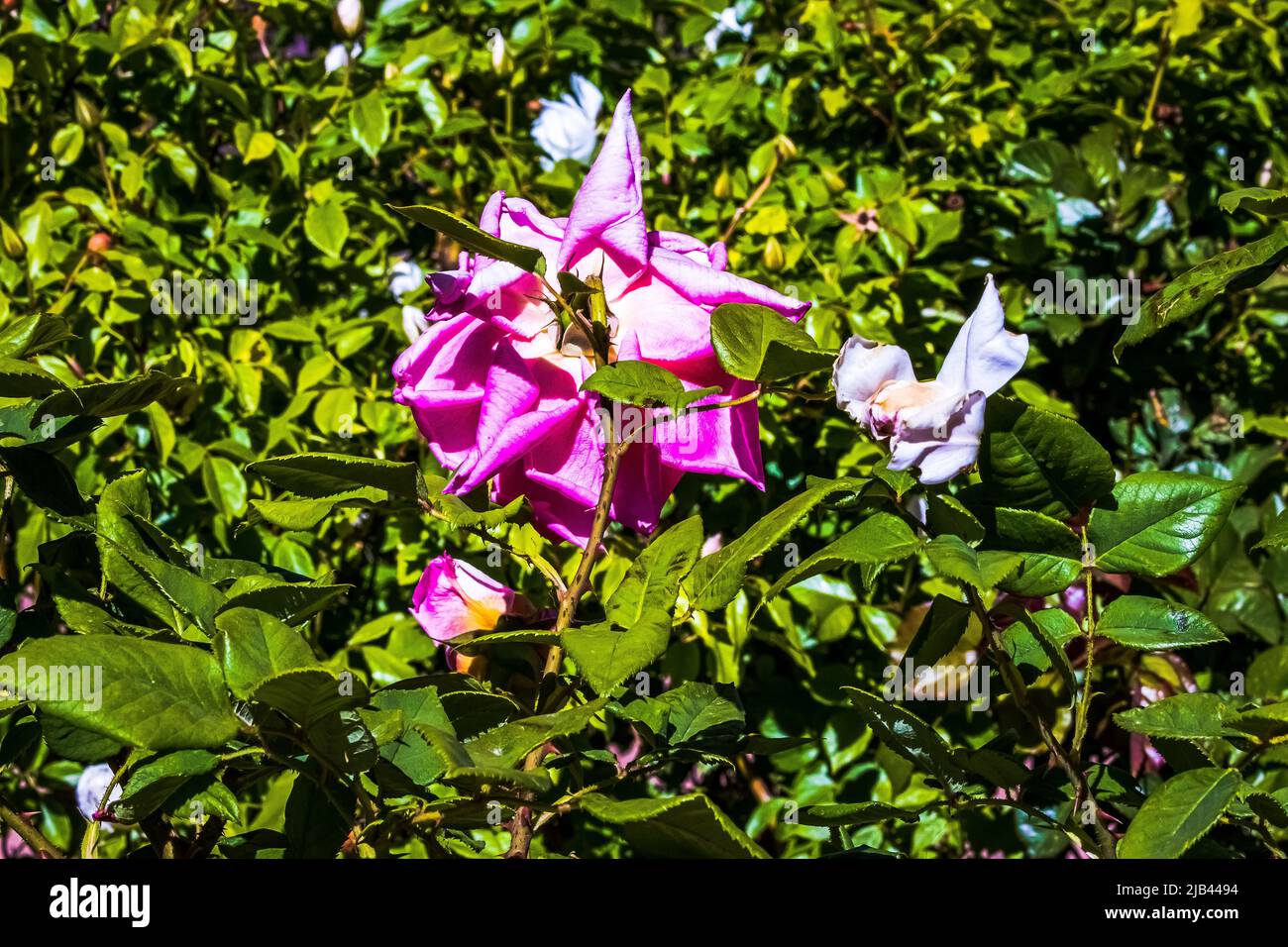 purple and white 13's