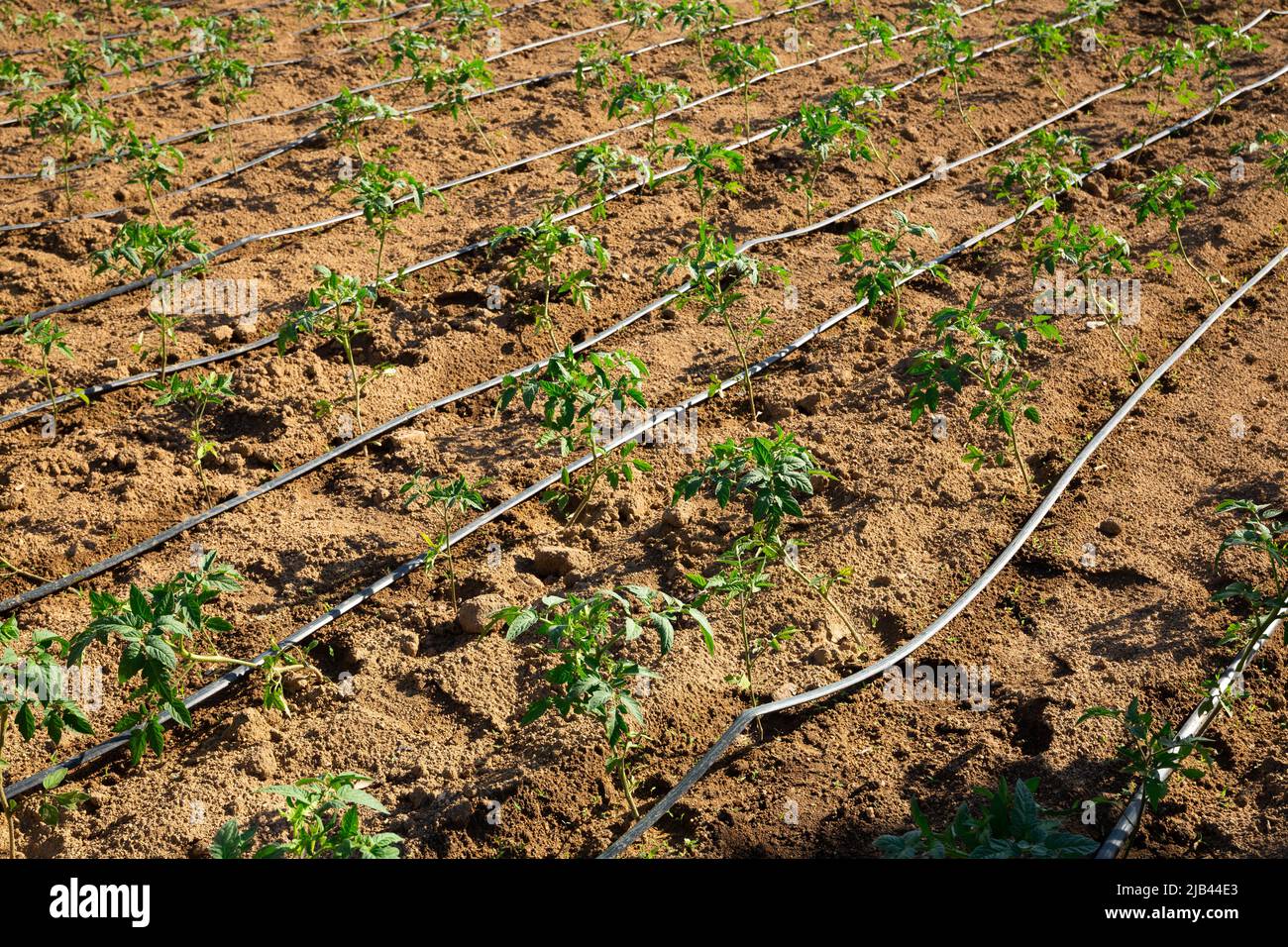 Automatic drip irrigation system for tomato seedlings in a field Stock