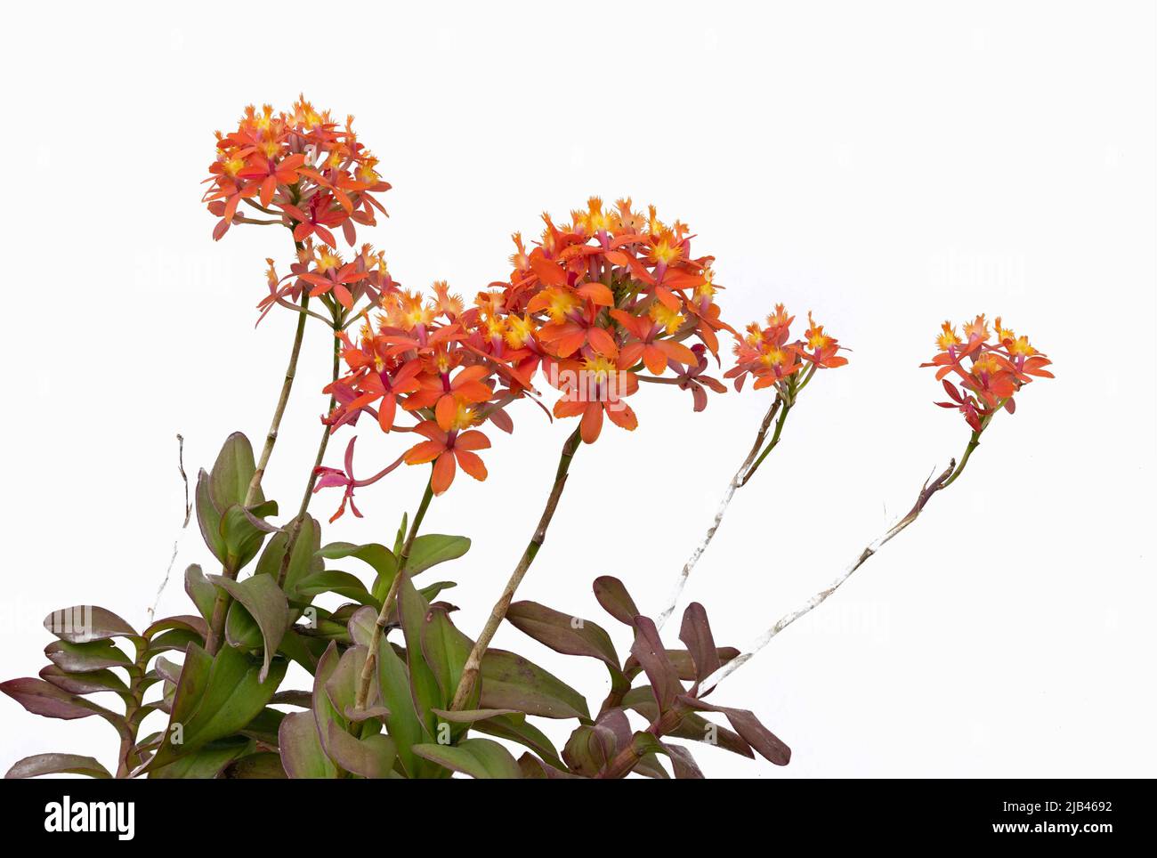 Orange epidendrum orchid will numerous blossoms Stock Photo