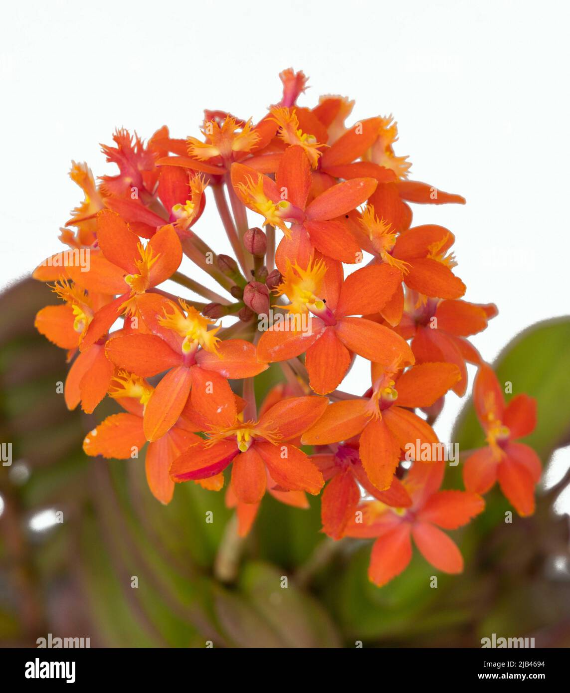 Cluster of orange epidendrum blossoms against a white background Stock Photo