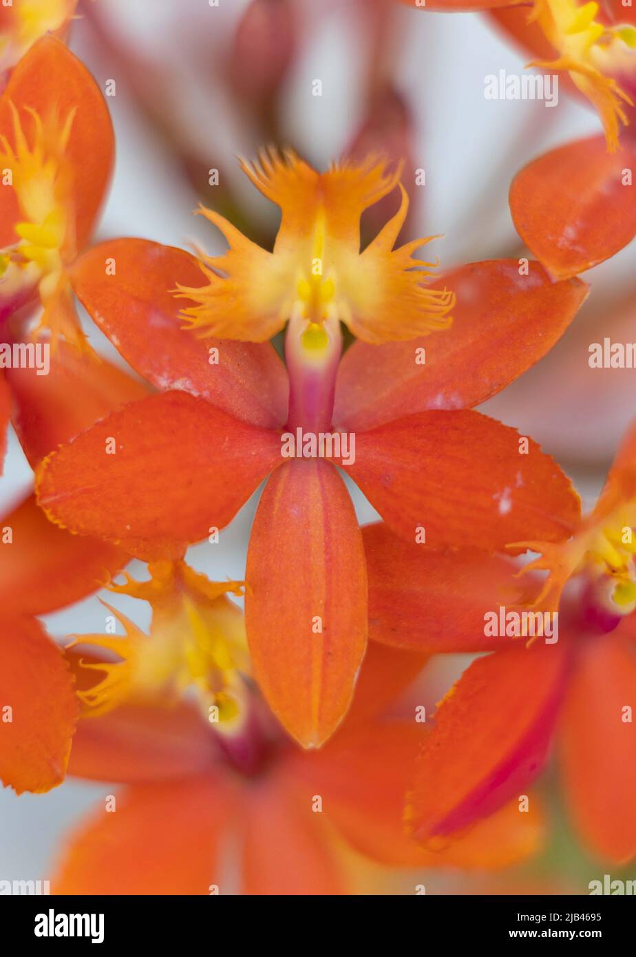 Macro photograph of an orange epidendrum orchid blossom Stock Photo