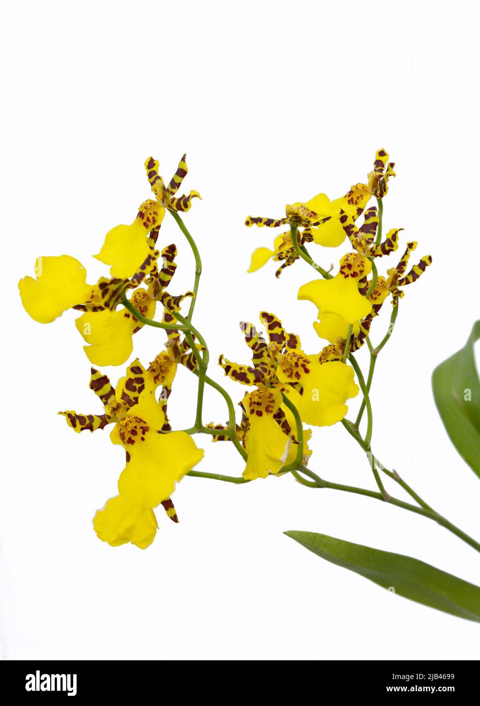 Yellow oncidium orchid blossoms against a white background Stock Photo
