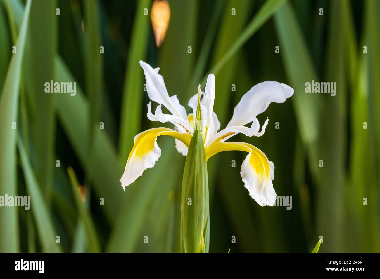 A white Iris orientalis with green plants in the background Stock Photo