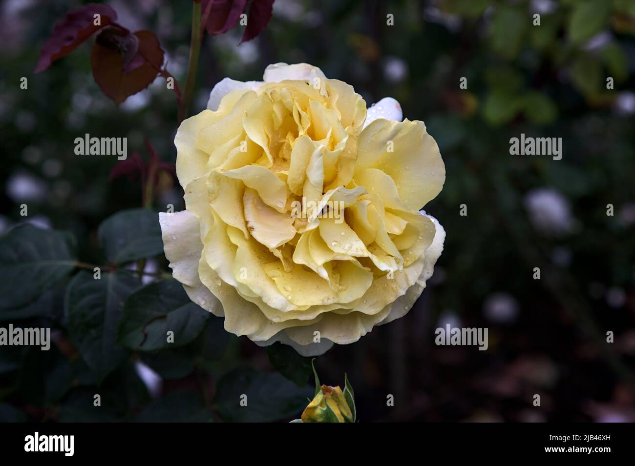 Yellow rose in bloom in a bush seen up close Stock Photo Alamy