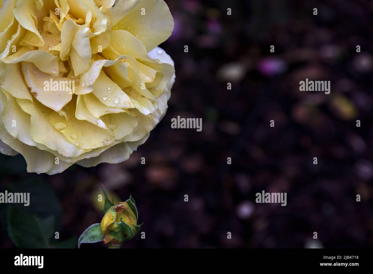 Yellow rose in bloom in a bush seen up close Stock Photo - Alamy