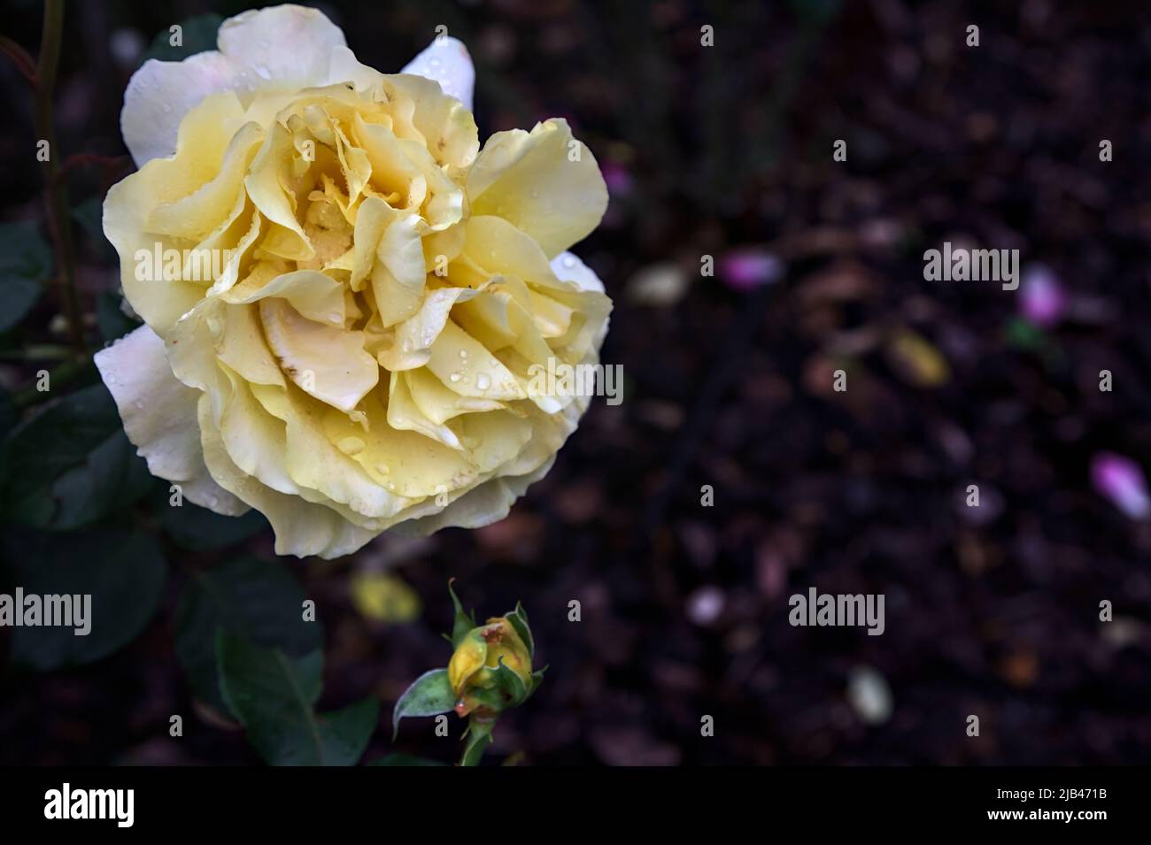 Yellow rose in bloom in a bush seen up close Stock Photo - Alamy