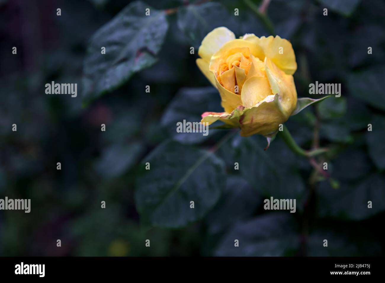 Yellow rose in bloom in a bush seen up close Stock Photo - Alamy