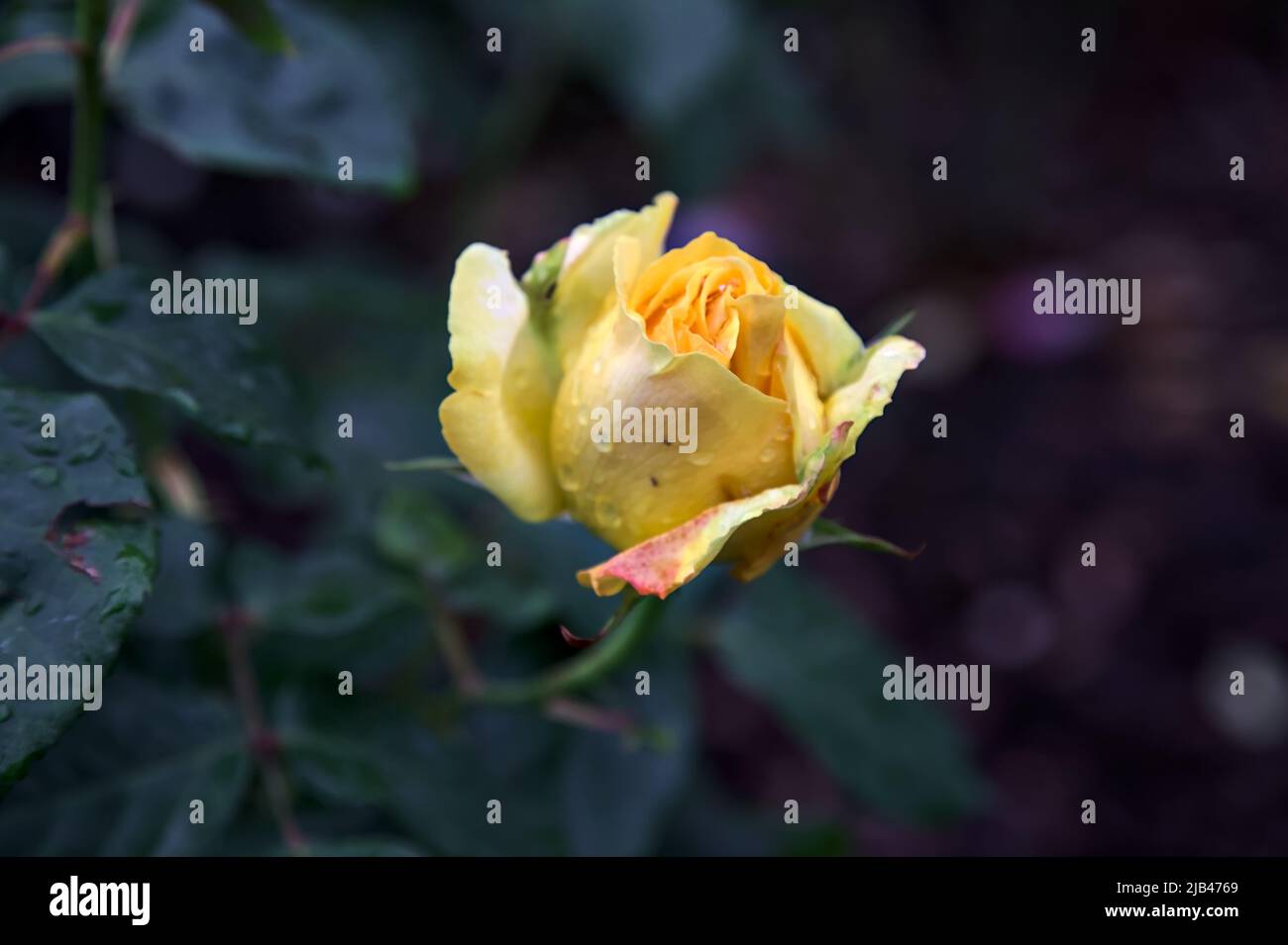 Yellow rose in bloom in a bush seen up close Stock Photo - Alamy