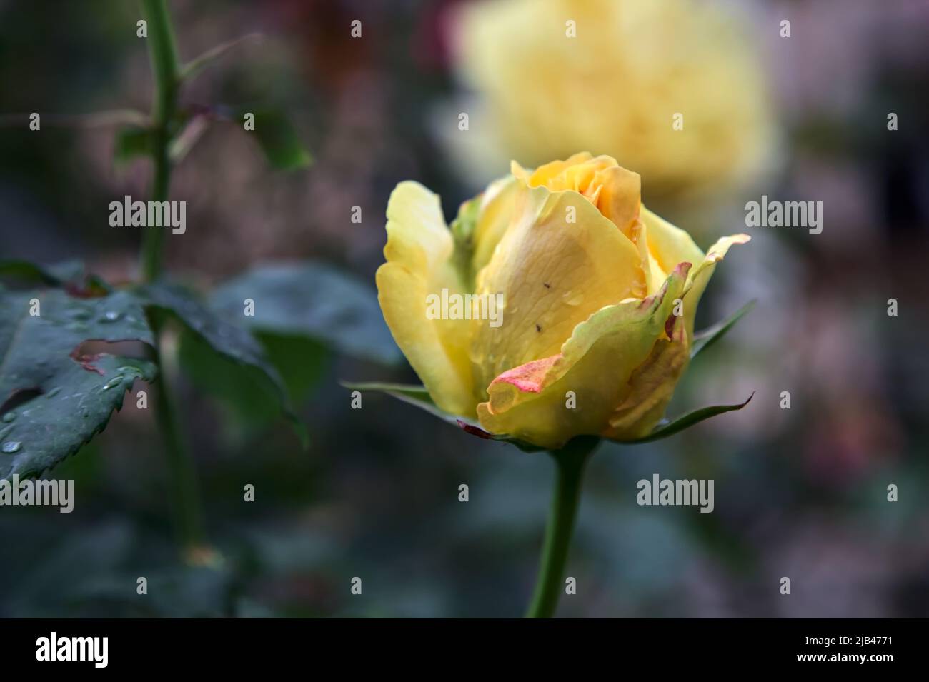 Yellow rose in bloom in a bush seen up close Stock Photo - Alamy
