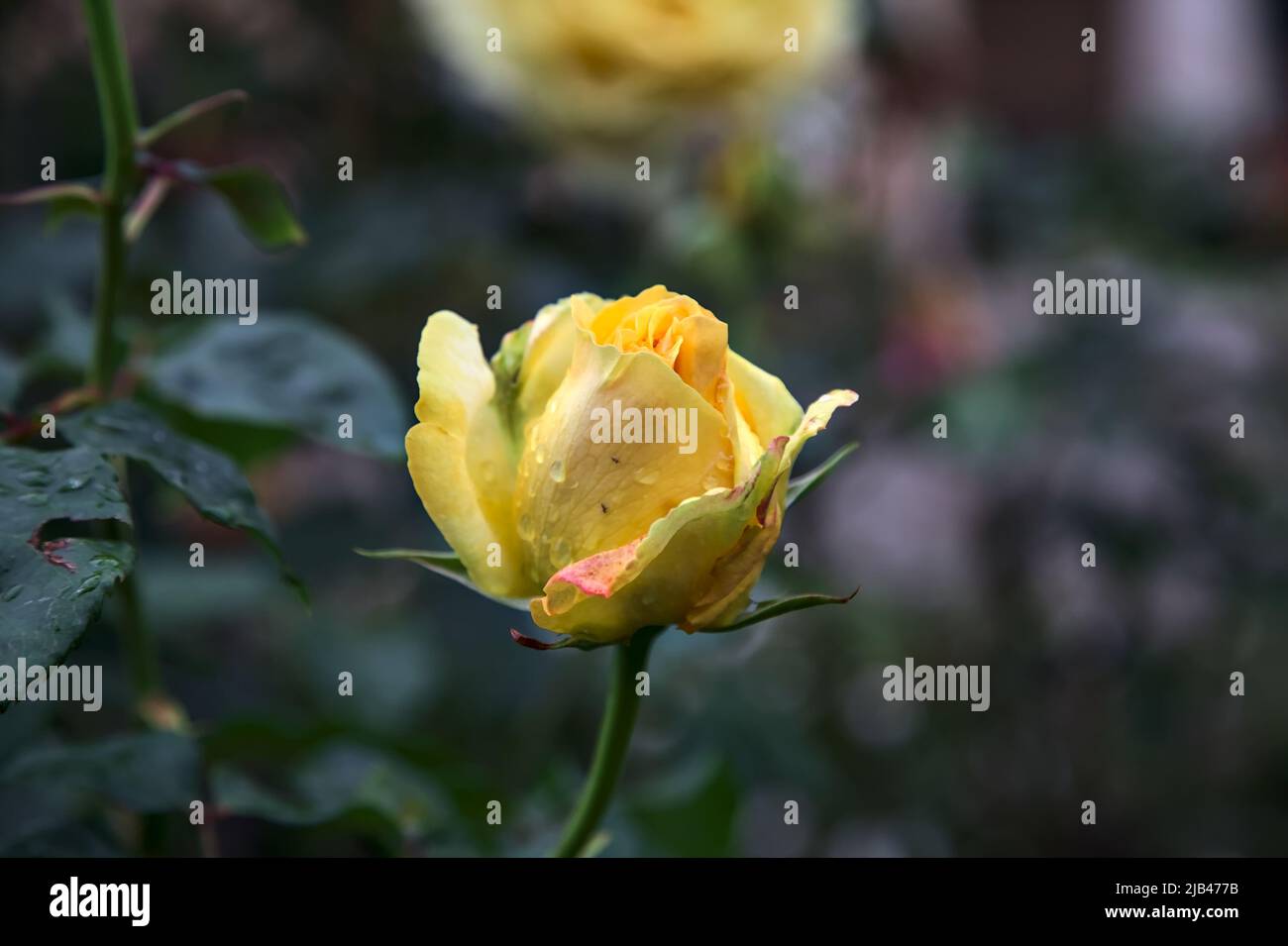 Yellow rose in bloom in a bush seen up close Stock Photo Alamy