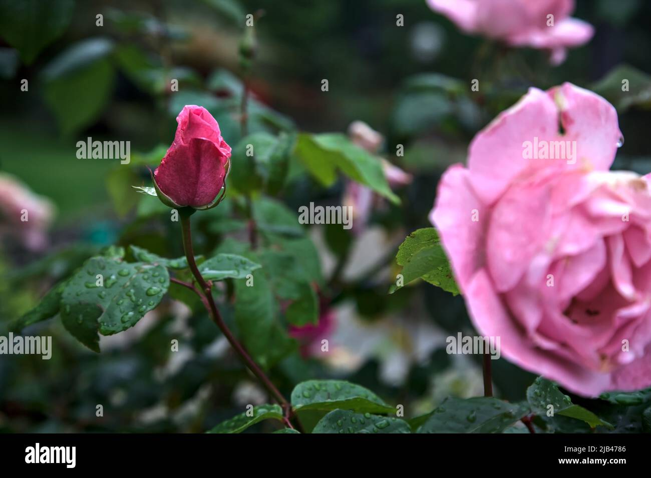 Pink rose in a bush seen up close Stock Photo - Alamy