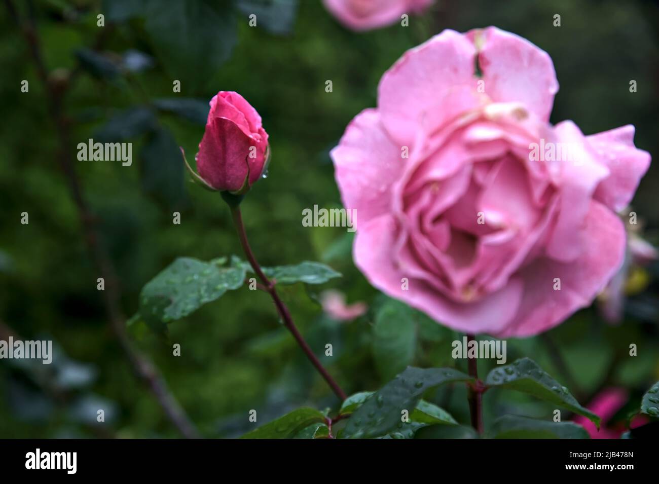 Pink rose in a bush seen up close Stock Photo - Alamy