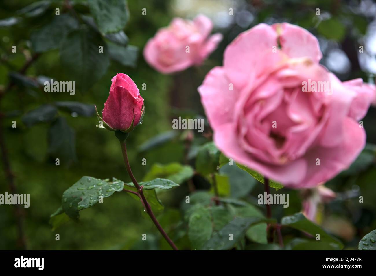 Pink rose in a bush seen up close Stock Photo - Alamy