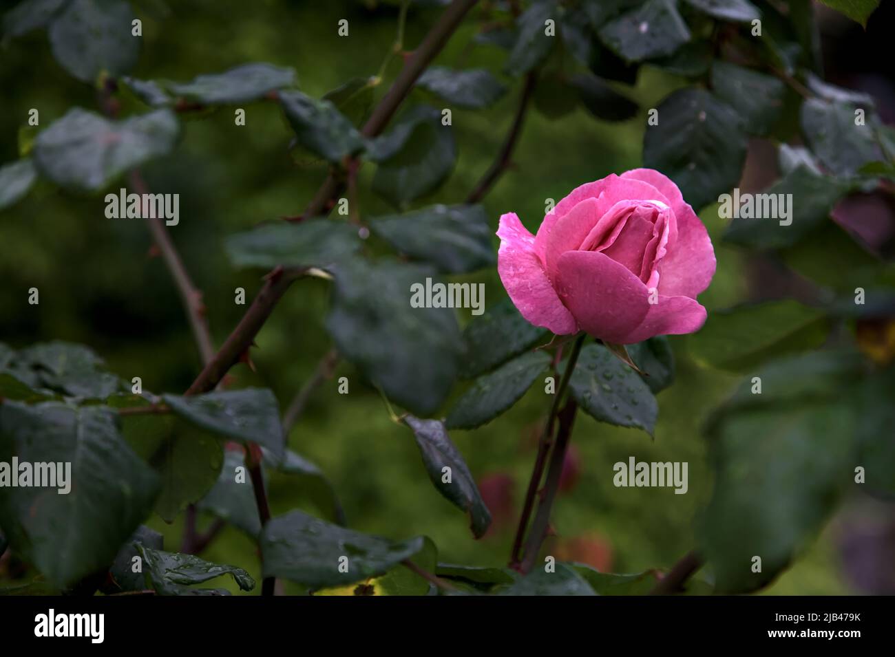Pink rose in a bush seen up close Stock Photo - Alamy