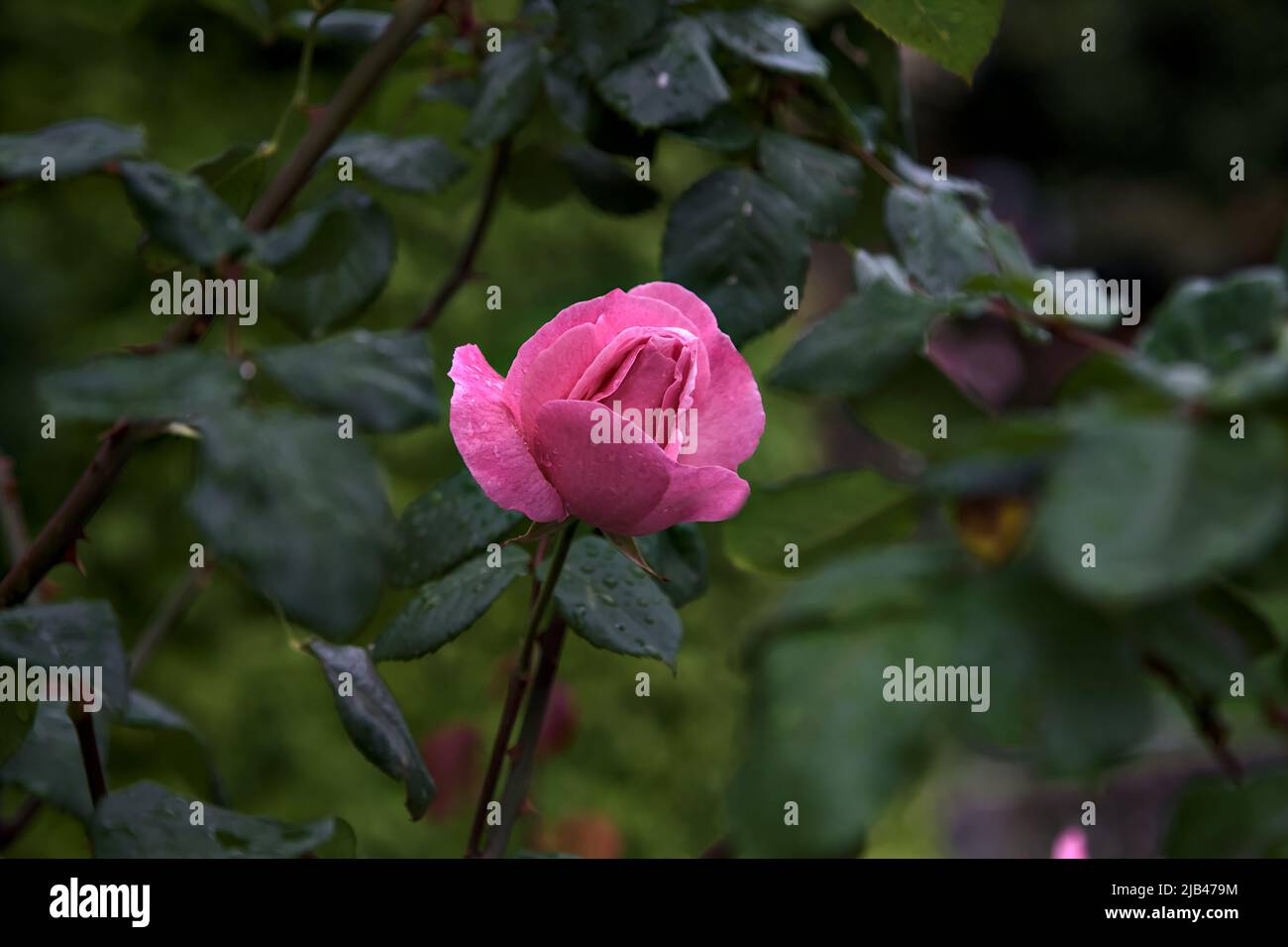 Pink rose in a bush seen up close Stock Photo - Alamy