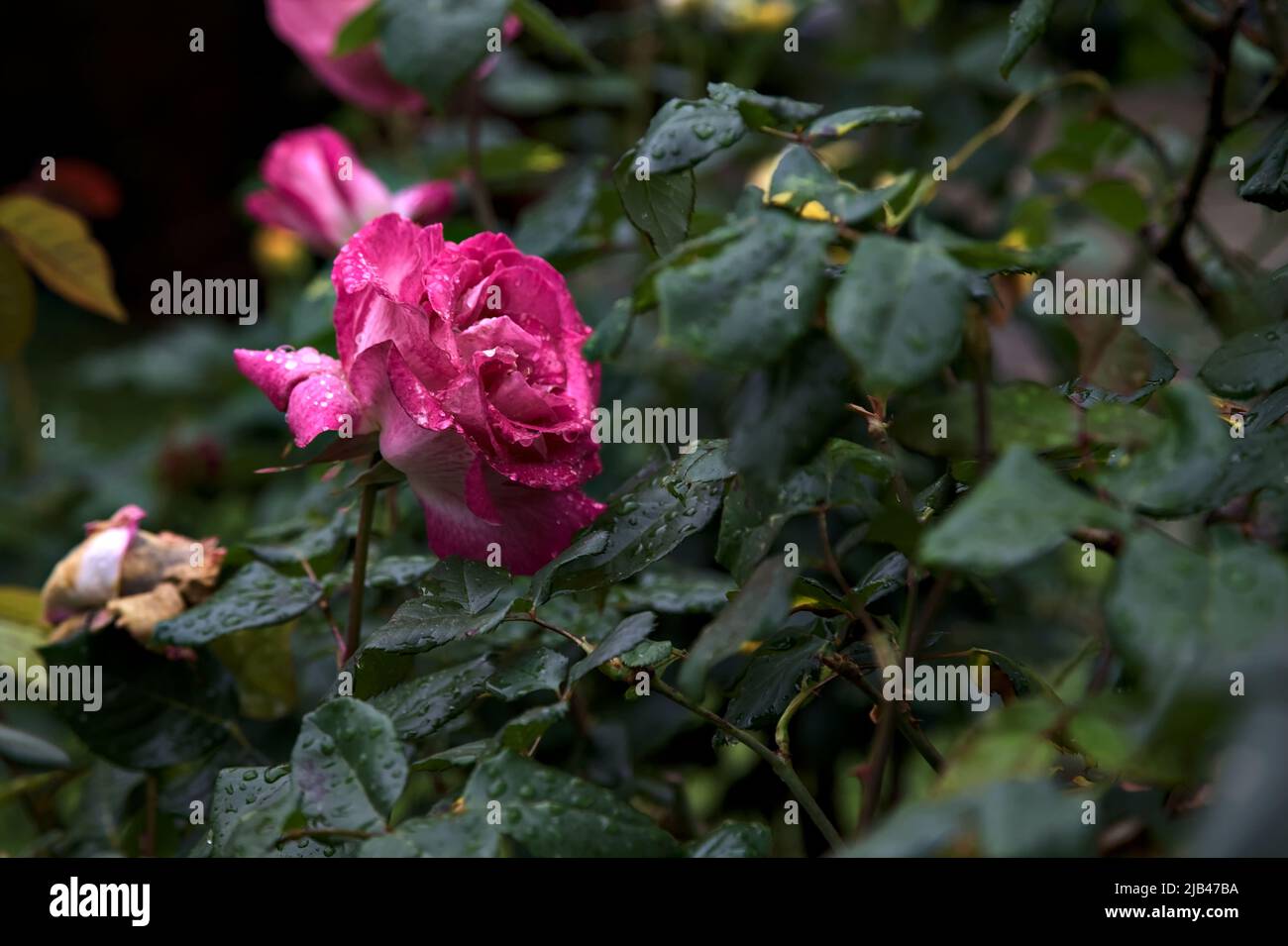 Pink rose in a bush seen up close Stock Photo - Alamy