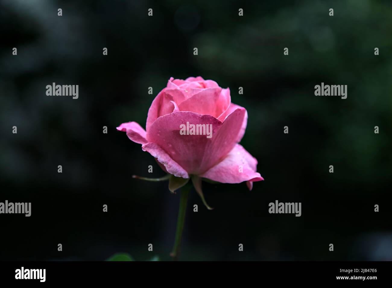 Pink rose in a bush seen up close Stock Photo - Alamy