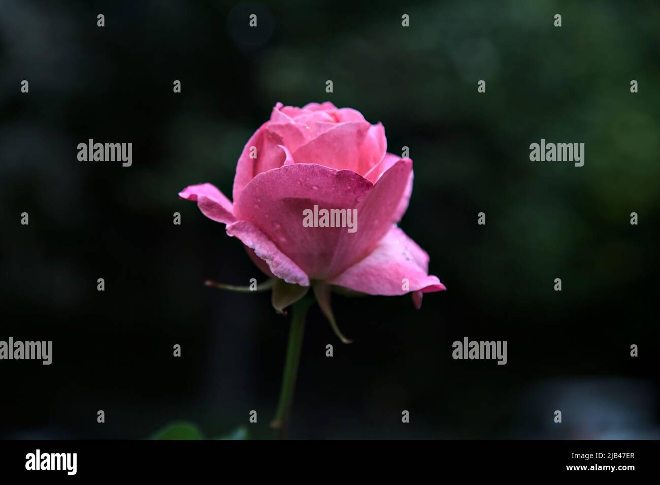 Pink rose in a bush seen up close Stock Photo - Alamy