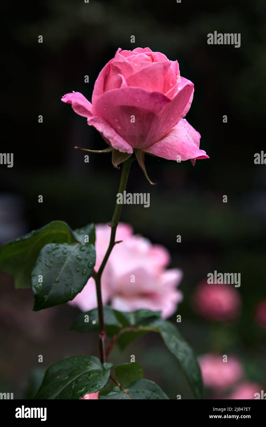 Pink rose in a bush seen up close Stock Photo - Alamy