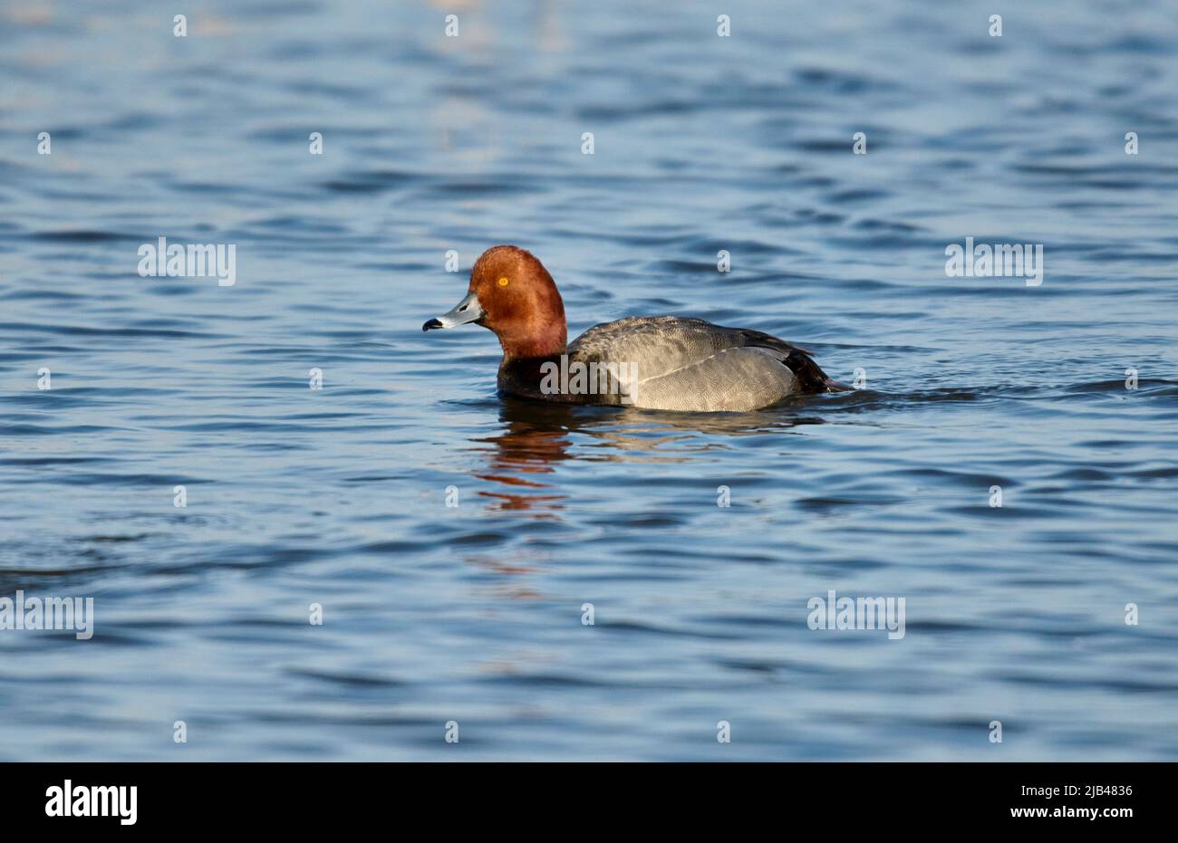 Male Redhead (Aythya americana) swimming Frank Lake, Alberta, Canada Stock Photo